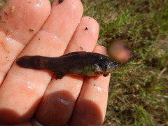 Aphredoderus sayanus