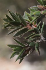 Melaleuca podiocarpa