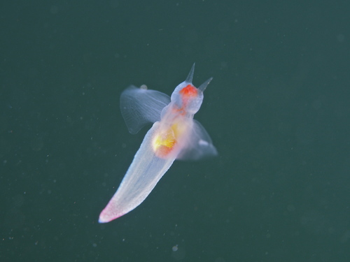 Naked Sea Butterfly