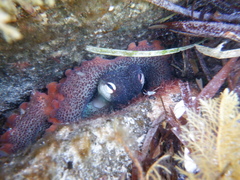 Octopus djinda