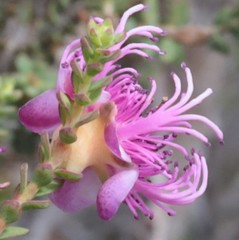 Melaleuca pulchella