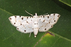 Pycnarmon meritalis