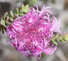 Melaleuca pulchella
