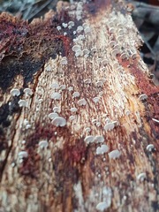 Panellus luxfilamentus