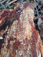 Panellus luxfilamentus