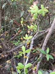 Galium hypocarpium