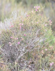 Melaleuca pulchella