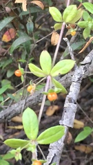 Galium hypocarpium