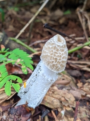 Phallus indusiatus