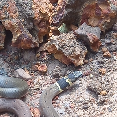 Sibynophis subpunctatus