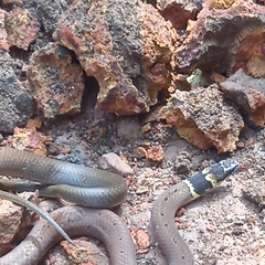 Sibynophis subpunctatus