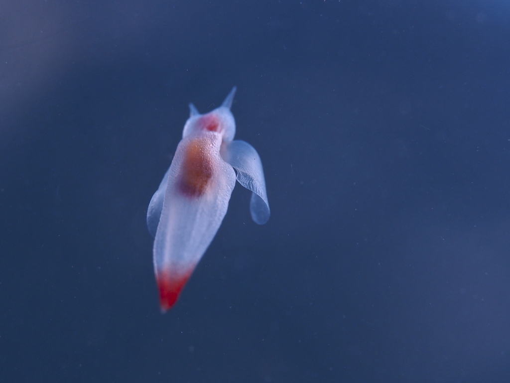 common clione