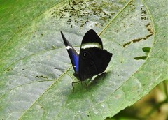 Mesosemia asa iphigenia