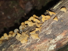 Heterotextus miltinus
