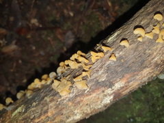 Heterotextus miltinus