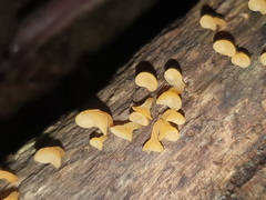 Heterotextus miltinus