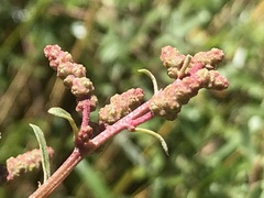 Atriplex paludosa paludosa