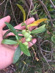 Colliguaja salicifolia