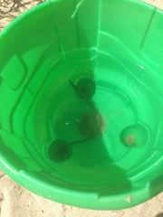 Syngnathus temminckii