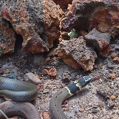 Sibynophis subpunctatus