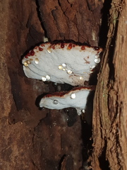Postia pelliculosa