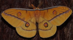 Opodiphthera fervida