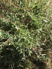 Atriplex paludosa paludosa
