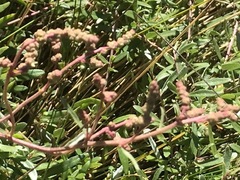 Atriplex paludosa paludosa