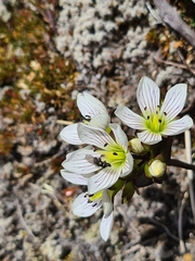 Gentianella montana ionostigma