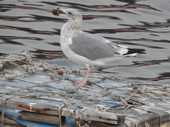 Larus argentatus vegae