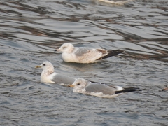 Larus canus