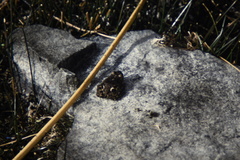 Pleurodema bufoninum