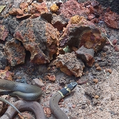 Sibynophis subpunctatus