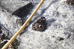 Pleurodema bufoninum