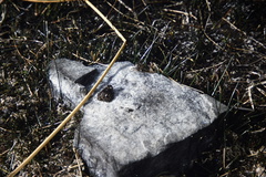 Pleurodema bufoninum