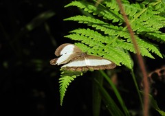 Oressinoma typhla typhla