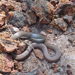 Sibynophis subpunctatus