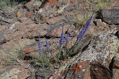 Veronica arenosa