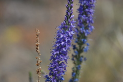 Veronica arenosa