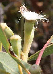Eucalyptus extrica