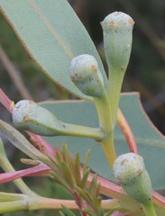 Eucalyptus extrica