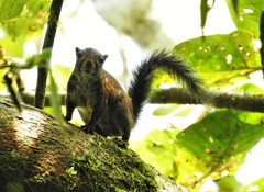 Sciurus pucheranii