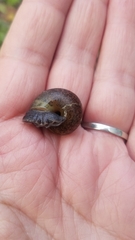 Helminthoglypta contracostae