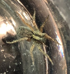 Trochosa sepulchralis