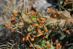Pedicularis physocalyx