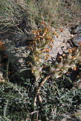 Pedicularis physocalyx