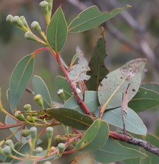 Eucalyptus extrica