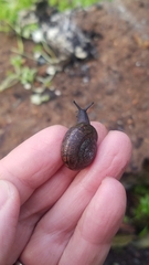 Helminthoglypta contracostae