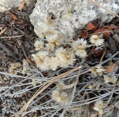 Pseudognaphalium beneolens