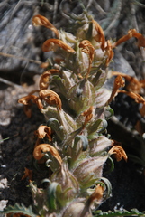 Pedicularis physocalyx
